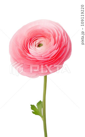 A single pink ranunculus flower isolated. 109119220