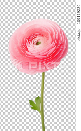 A single pink ranunculus flower isolated. 109119220
