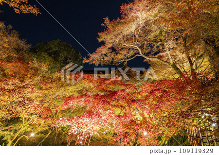 秋の京都東山 東福寺 紅葉ライトアップ 秋の京都東山 東福寺 紅葉ライトアップ 109119329