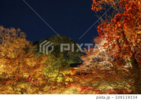秋の京都東山　東福寺　紅葉ライトアップ 109119334