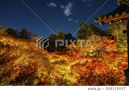 秋の京都東山　東福寺　紅葉ライトアップ 109119337