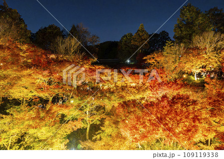 秋の京都東山 東福寺 紅葉ライトアップ 秋の京都東山 東福寺 紅葉ライトアップ 109119338
