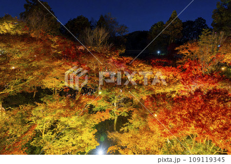 秋の京都東山 東福寺 紅葉ライトアップ 秋の京都東山 東福寺 紅葉ライトアップ 109119345