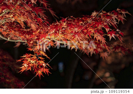 秋の京都東山 東福寺 紅葉ライトアップ 秋の京都東山 東福寺 紅葉ライトアップ 109119354