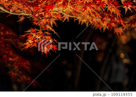 秋の京都東山 東福寺 紅葉ライトアップ 秋の京都東山 東福寺 紅葉ライトアップ 109119355