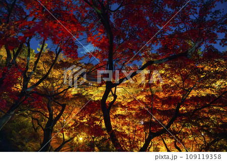 秋の京都東山 東福寺 紅葉ライトアップ 秋の京都東山 東福寺 紅葉ライトアップ 109119358