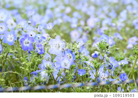 春の花壇に咲くネモフィラの青い花 春の花壇に咲くネモフィラの青い花 109119503