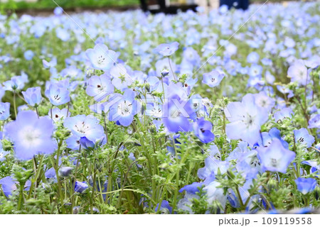 春の花壇に咲くネモフィラの青い花 109119558