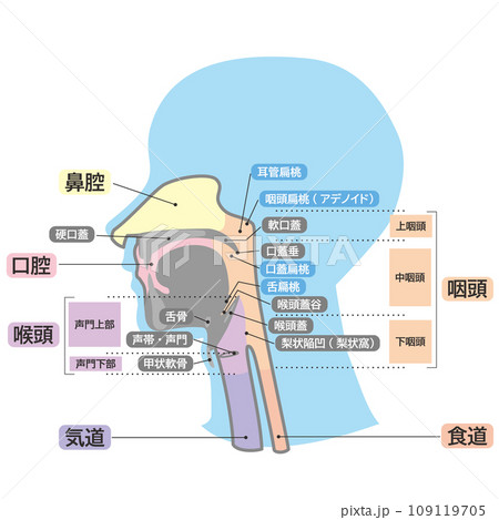 頭部の口から喉のシンプル名称つき解剖図イラスト 頭部の口から喉のシンプル名称つき解剖図イラスト 109119705