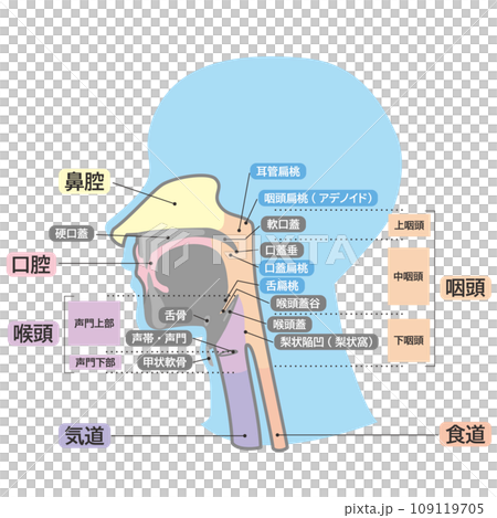 頭部の口から喉のシンプル名称つき解剖図イラスト 頭部の口から喉のシンプル名称つき解剖図イラスト 109119705