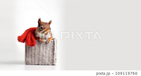 Funny squirrel with red scarf looks out of box Funny squirrel with red scarf looks out of box 109119760