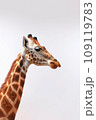 Giraffe isolated on light background 109119783