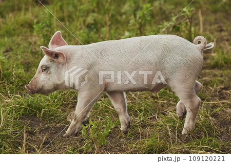 Eco pig farm in the field in Denmark. Cute pig in the pasture Eco pig farm in the field in Denmark. Cute pig in the pasture 109120221