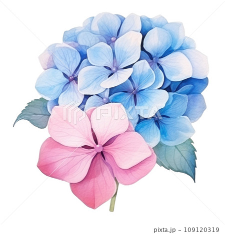 Pink blue hydrangea flower watercolor isolated Pink blue hydrangea flower watercolor isolated 109120319