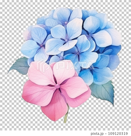 Pink blue hydrangea flower watercolor isolated Pink blue hydrangea flower watercolor isolated 109120319