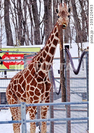 北海道釧路市動物園のキリン 北海道釧路市動物園のキリン 109120493