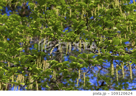 green foliage on hornbeam tree in spring bloom 109120624