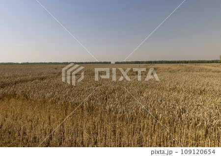 field with an expensive wheat harvest during harvest 109120654