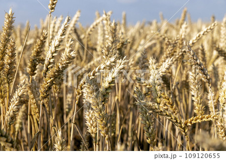 ready for harvesting dry wheat harvest ready for harvesting dry wheat harvest 109120655