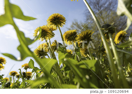 spring dandelion flowers during flowering spring dandelion flowers during flowering 109120694
