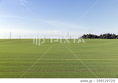 green wheat in the field in sunny weather green wheat in the field in sunny weather 109120728