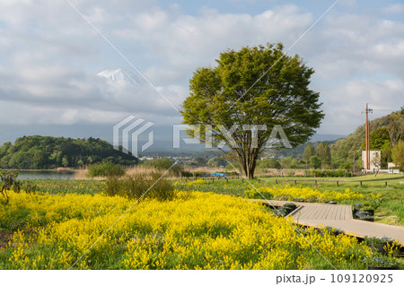 Oishi park with canola flower, big tree, mt. fuji at Kawaguchiko lake 109120925