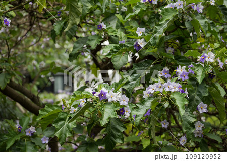 Brazilean Blue Potato Tree, Solanum wrightii Brazilean Blue Potato Tree, Solanum wrightii 109120952