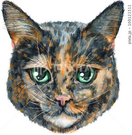 Lovely closeup portrait in pastel colors of Short-haired tortoiseshell cat. Hand drawn watercolor painting on white background 109121511