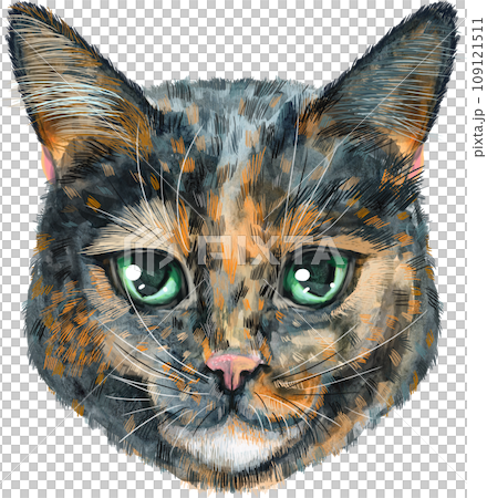 Lovely closeup portrait in pastel colors of Short-haired tortoiseshell cat. Hand drawn watercolor painting on white background 109121511