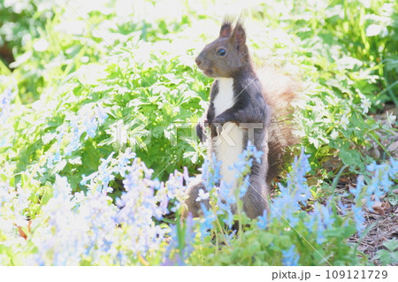 警戒しながらエゾエンゴサクが咲く地面に降りてきた春の朝のエゾリス 109121729