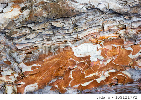 Beautiful texture pine and spruce wood bark - background, closeup 109121772