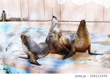 オタリア 109121939