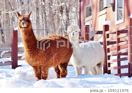 アルパカ 109121976