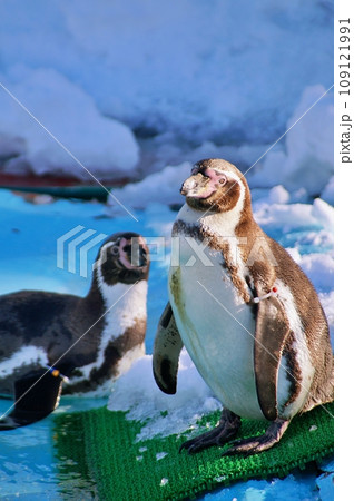 フンボルトペンギン 109121991