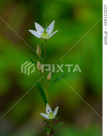 リンドウ科の薬草センブリの開花 リンドウ科の薬草センブリの開花 109122037