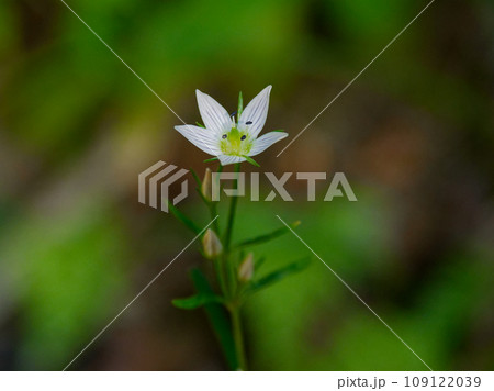 リンドウ科の薬草センブリの開花 リンドウ科の薬草センブリの開花 109122039