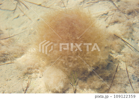 Algae underwater in shallow water, texture underwater world Algae underwater in shallow water, texture underwater world 109122359