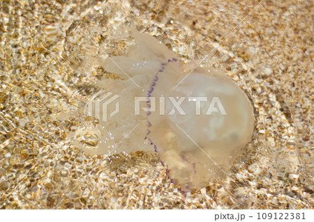 Jellyfish medusa rhizostomeae underwater - outdoors, water, sea, sun Jellyfish medusa rhizostomeae underwater - outdoors, water, sea, sun 109122381