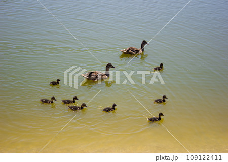 Sea water swims flock of ducks with ducklings, care offspring Sea water swims flock of ducks with ducklings, care offspring 109122411