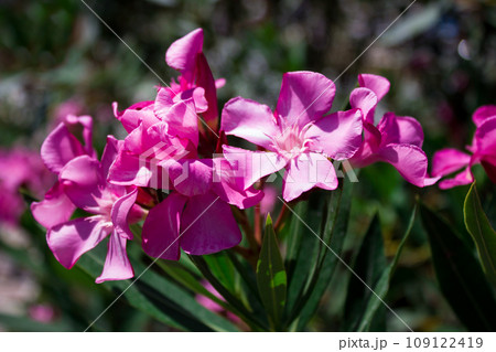 Beautiful many bright flower rhododendron close up, holiday gift Beautiful many bright flower rhododendron close up, holiday gift 109122419