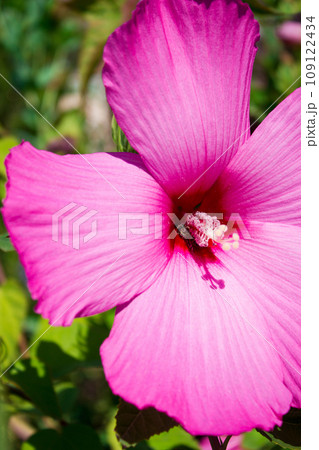 Beautiful scarlet hibiscus close up, flower gift Beautiful scarlet hibiscus close up, flower gift 109122434