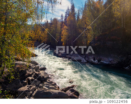 Colorful river in the fall. Golden leaves on trees along turquoise stormy mountain river in sunshine. Bright scenery with mountain river and yellow trees in autumn colors in fall time. 109122456