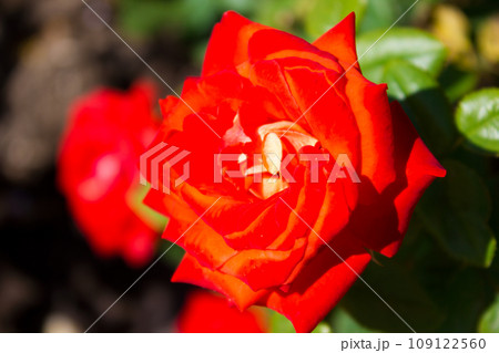 Beautiful bright rose flower close up, holiday gift Beautiful bright rose flower close up, holiday gift 109122560