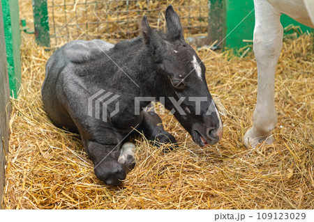 Foal Horse Newborn 109123029