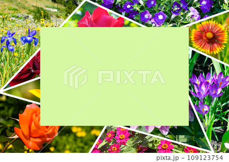 collage of colorful garden flowers. Free space for text. 109123754