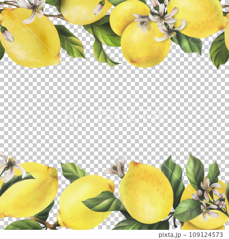Lemons are yellow, juicy, ripe with green leaves, flower buds on the branches, whole and slices. Watercolor, hand drawn botanical illustration. Frame, template on a white background. Lemons are yellow, juicy, ripe with green leaves, flower buds on the branches, whole and slices. Watercolor, hand drawn botanical illustration. Frame, template on a white background. 109124573