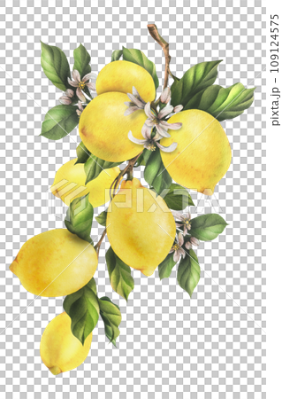 Lemons are yellow, juicy, ripe with green leaves, flower buds on the branches, whole. Watercolor, hand drawn botanical illustration. Isolated object on a white background. Lemons are yellow, juicy, ripe with green leaves, flower buds on the branches, whole. Watercolor, hand drawn botanical illustration. Isolated object on a white background. 109124575