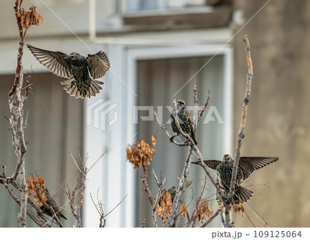 Starling (Sturnus vulgaris) is a small passerine bird in the starling family. Starling (Sturnus vulgaris) is a small passerine bird in the starling family. 109125064