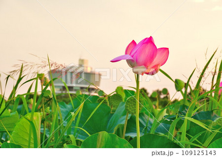 朝の福島潟（新潟県） 109125143