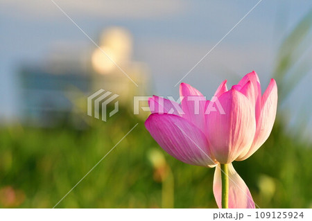 朝の福島潟（新潟県） 109125924